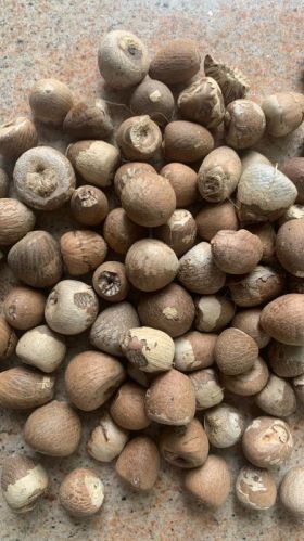 Solid Organic Betel Nuts, Color : Brown