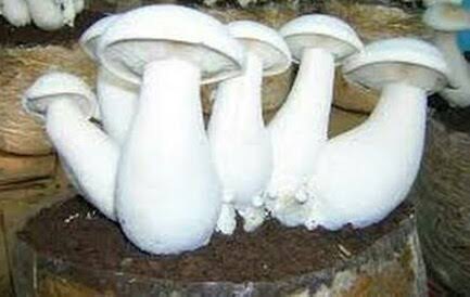 Natural Milky Mushroom, Packaging Type : Plastic Container