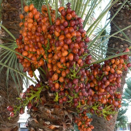 Date Plants, Color : Green