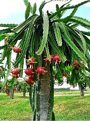 Dragon Fruit Plants, For Plantation, Color : Green