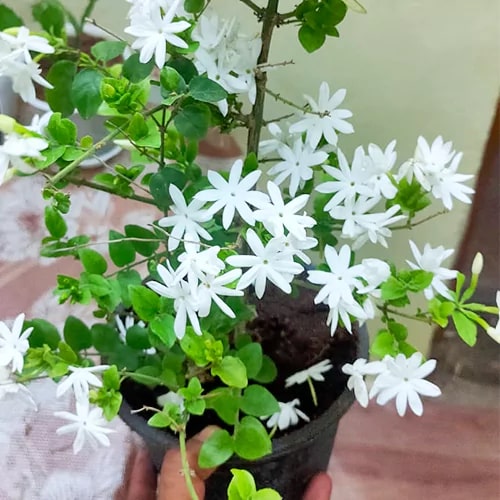 Organic Jasmine Flower Plants, Color : Green