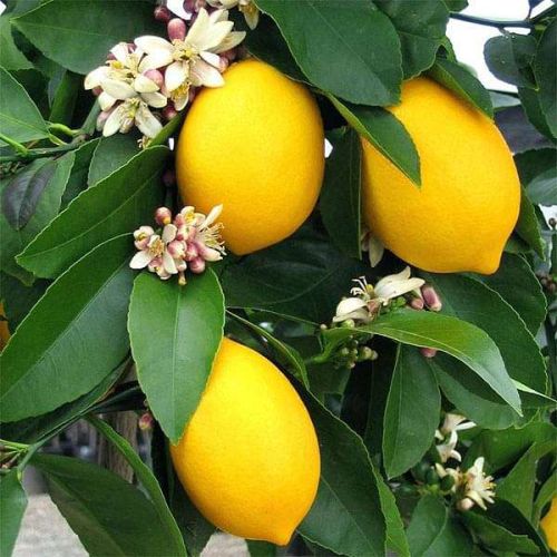 Organic Lemon Plants, For Plantation, Color : Green