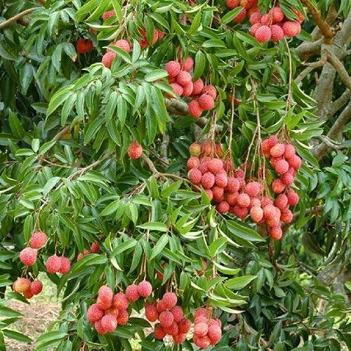Litchi Plants, For Nursery Use