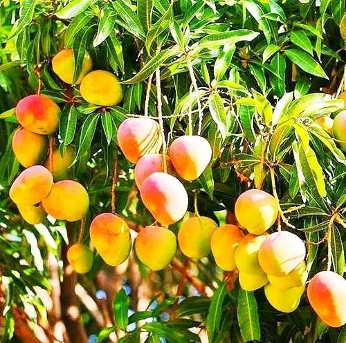 Mango Plants, Style : Biennial