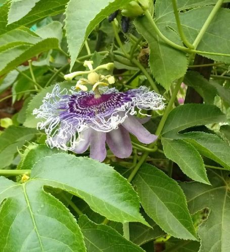 Organic Passiflora Plants, Style : Fresh