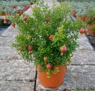 Pomegranate Plants, For Plantation, Style : Fresh