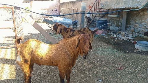 Sirohi Goat, Gender : Female, Mail