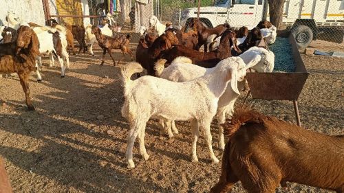 Kid Sojat Goat Alive, Gender : Female, Male