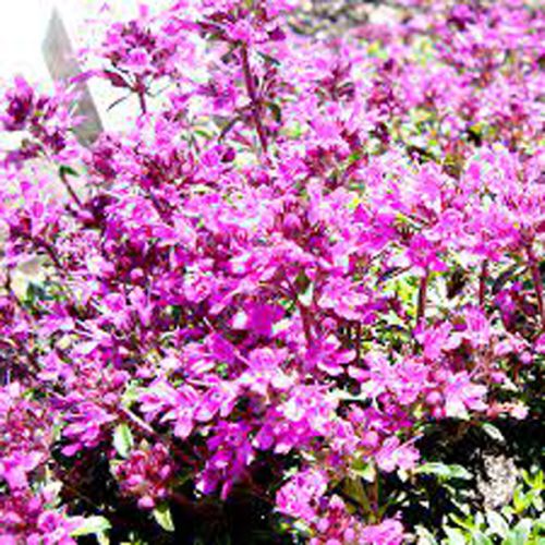 JOHN AROMAS Red Thymol Oil, Purity : 99%