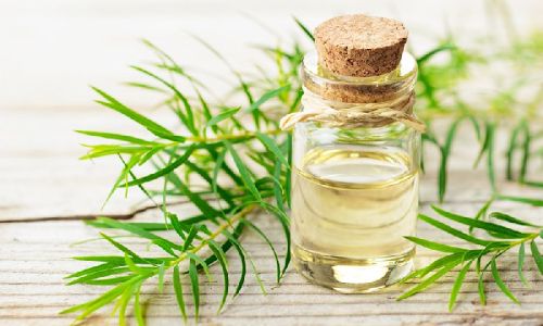 Tea Tree Oil, For Cosmetics, Purity : 99%
