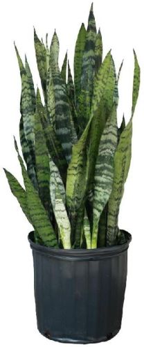 Green Sansevieria Plant