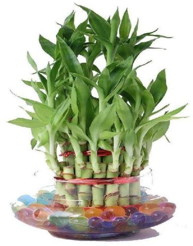 Lucky Bamboo Plant, Color : Green