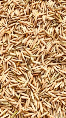 Natural Paddy Seed, For Agriculture, Style : Fresh