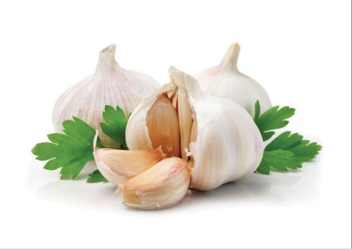Natural Fresh Garlic, For Oil Extraction, Human Consumption, Cooking, Packaging Type : Giuuny Bags