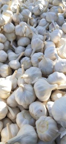 Aaa Organic Fresh White Garlic, For Snacks, Fast Food, Cooking, Style : Powder, Solid