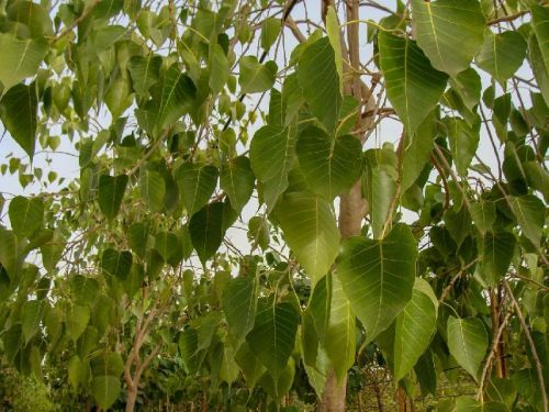 Ficus Religiosa Plant, Color : Green