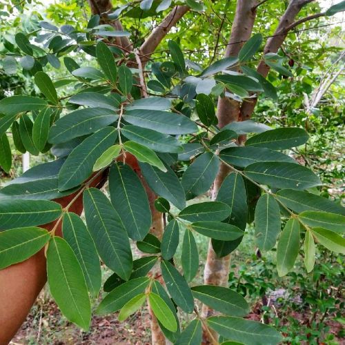 Terminalia Arjuna Plant, Color : Green