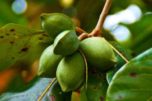 Tropical Almond Plant