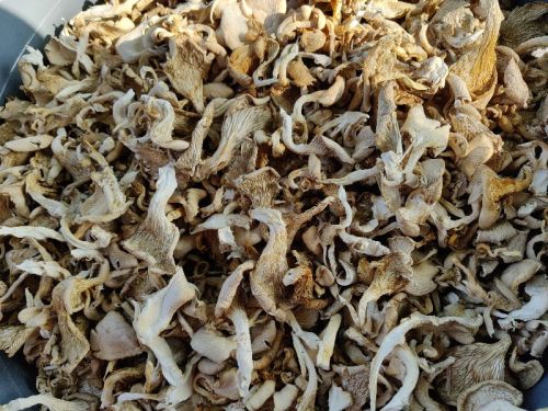 Natural Dry Oyster Mushroom Varies, Weight : 50-100 Grams