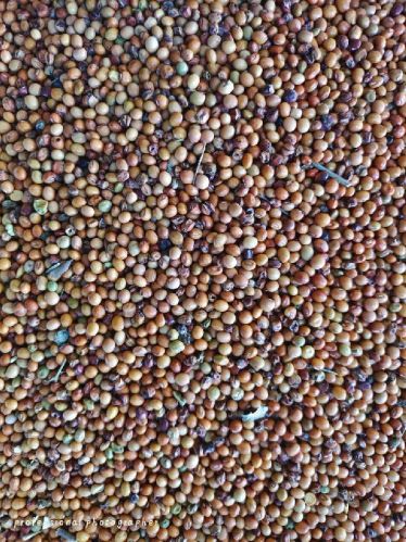 Millet Seeds, Feature : Gluten Free, Natural Taste, Non Harmful