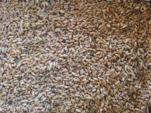 Wheat seeds, Number Of Flower : Sharbati