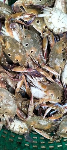 Fresh Crab, Packaging Type : Plastic Bag