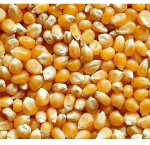 Yellow Maize Seeds