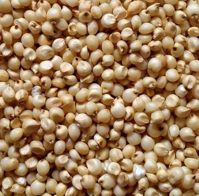 Sorghum Grain, Form : Seeds