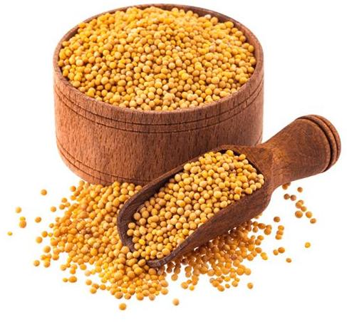 Yellow Mustard Seeds, Specialities : Good For Health, Good Quality, Rich In Taste