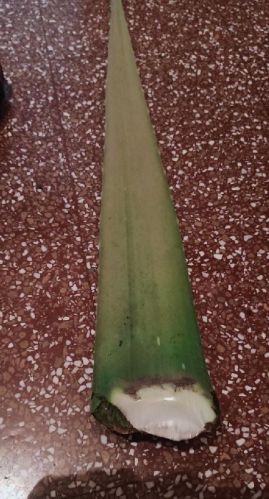 Natural Fresh Aloe Vera Leaves, For Making Shampoo, Gel, Juice, Soap