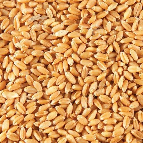 Organic Brown Wheat Seeds, Purity : 99.9%