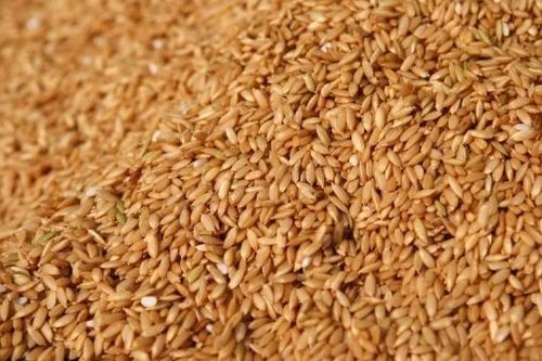 1121 Basmati Rice Seeds, For High In Protein, Gluten Free