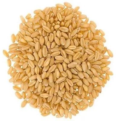 Soft White Wheat, Feature : High In Protein, Good For Health, Gluten Free