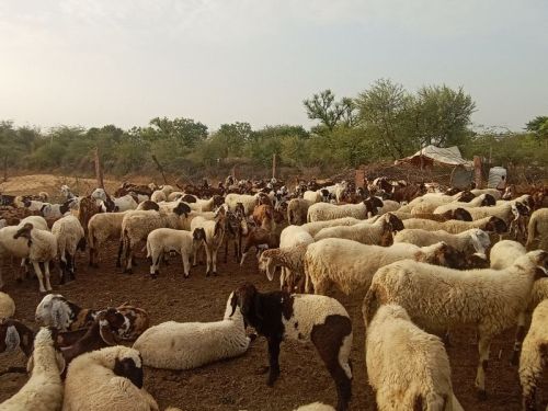 Sheep Farming Services