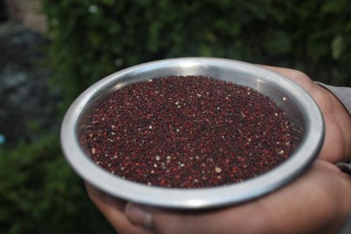 Ragi Seeds, For Cooking, Grade : Food Grade