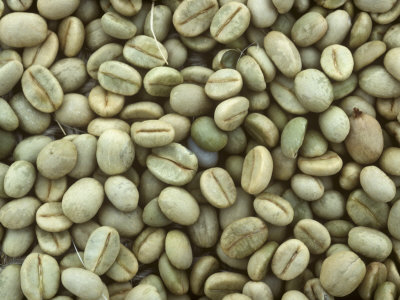 Robusta Green Coffee Beans