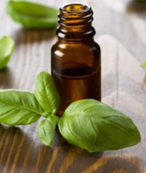 Organic Holy Basil Essential Oil, Feature : Nutrient Richness, Safe Usage High