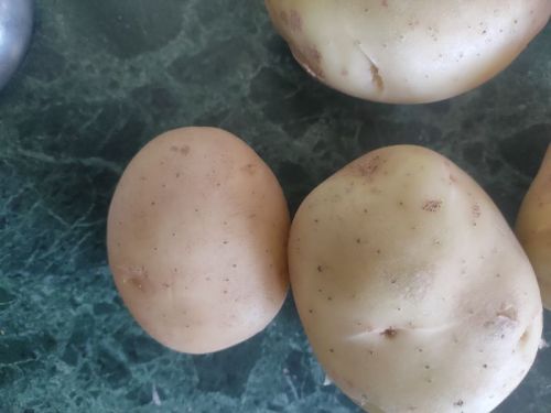 Badshah Variety Potatoes, For Human Consumption, Style : Fresh