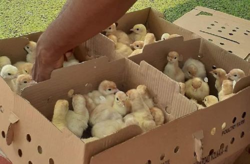 Kadaknath Broiler Chicks, Color : Black