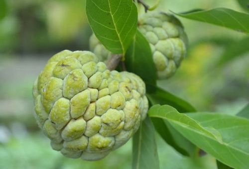 Custard Apple, For Food Medicine, Certification : FSSAI Certified