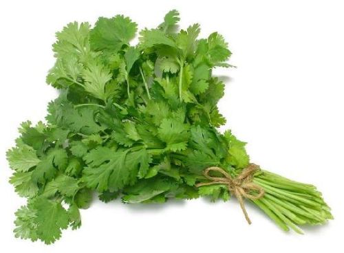 Fresh Coriander, Color : Green