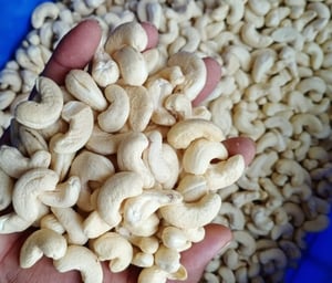 Organic Cashew Kernels, Shelf Life : 6 Months