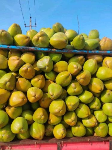 Young A Green Tinder Coconut, For Healthy, Coconut Size : Large