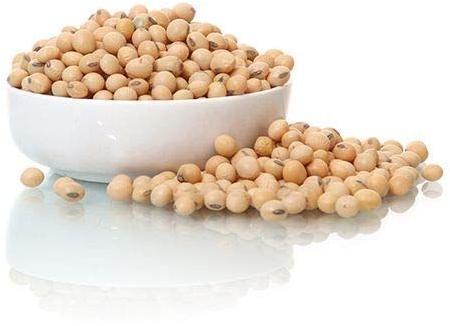 High Protein Soybean