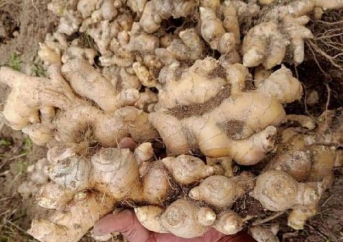 Light Brown Organic Fresh Ginger, For Cooking, Shelf Life : 3-6months