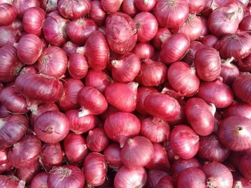 Red Onion, State Of Origin : Maharashtra