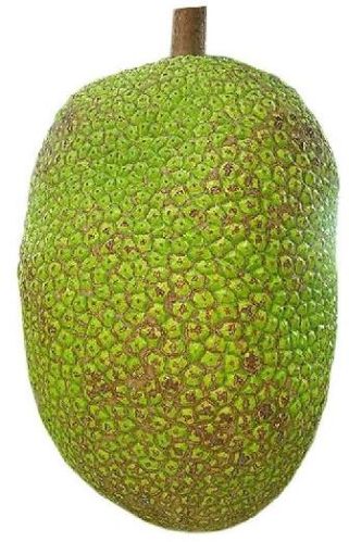 Organic Fresh Jackfruit, For Good Nutritions, Good Health, Color : Green