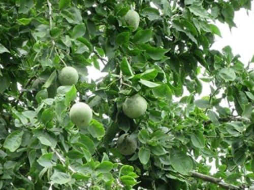 Organic BAEL PATTHAR FRUIT, Specialities : Hygienically Packed