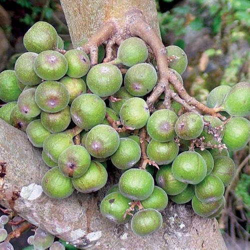 Natural PIPAL FICUS RELIGIOSA, For Ayurvedic Medicine