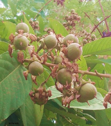 Natural PRIDE OF INDIA SEED, Feature : High Quality